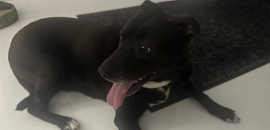 Czyj to pies? Zgubił się w sylwestrową noc-55546