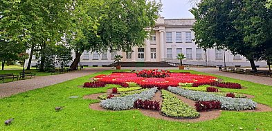 Wiosenne bratki znów ozdobią Inowrocław i Park Solankowy