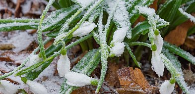 Kolejna noc z przymrozkami