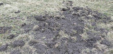 Dziki na terenie Aeroklubu Kujawskiego. Sprawa zgłoszona do odpowiednich służb