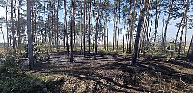 Pożar w lesie. Do akcji ruszyło kilka zastępów