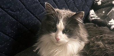 Gdzie jest Mieszko? Idą mrozy, a kot wymknął się z domu