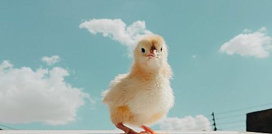 Dla profesjonalistów i hobbystów, nowe inkubatory do jaj z serii Ovostart