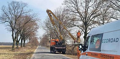 Cięcia drzew przy drogach. Prace objęły kilka miejscowości