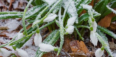Kolejna noc z przymrozkami