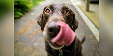 Dyskopatia u psów - przewodnik po objawach, przyczynach i leczeniu