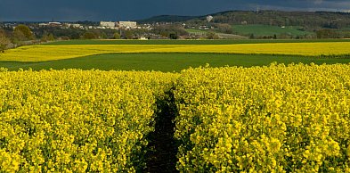 Skuteczna ochrona rzepaku ozimego i jarego bez strat w plonie