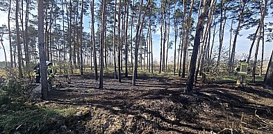 Pożar w lesie. Do akcji ruszyło kilka zastępów