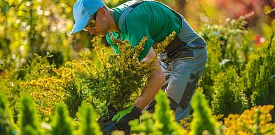 Czy kurs ogrodniczy online wystarczy, aby pracować w zawodzie?