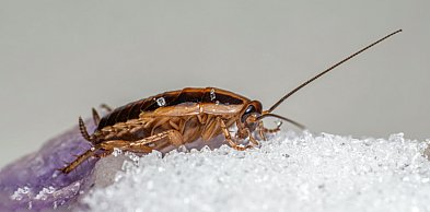 Dezynsekcja karaluchów – dlaczego warto zaufać specjalistom i działać natychmiast?