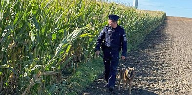 Policja patroluje... pole kukurydzy. Co tam się stało?-52564