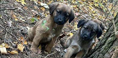 Okrutnie porzuciła sześć szczeniaków w lesie. 72-latka usłyszała zarzuty-53900