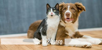 Ruszyła zbiórka „Wspomóż psiaka i kociaka”-54281