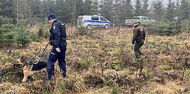 Kradną choinki? Służby ruszyły w teren z kontrolami w lasach-55266