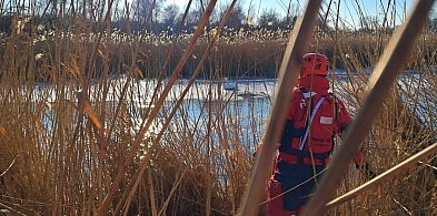 Dramat łąbędzi na zamarzniętym jeziorze. Interwencja WOPR w Szarleju