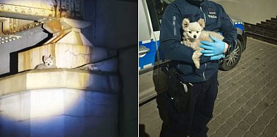 Pies na filarze wiaduktu. Szybka akcja służb