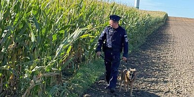Policja patroluje... pole kukurydzy. Dlaczego?-52564