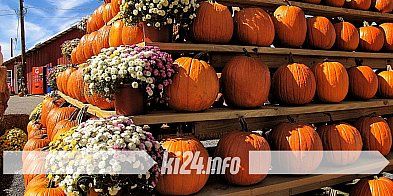 Jesienne smaki na Festiwalu Dyni w Gnojnie-53028