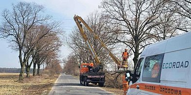 Cięcia drzew przy drogach. Prace objęły kilka miejscowo