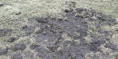 Dziki na terenie Aeroklubu Kujawskiego