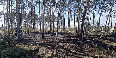Pożar w lesie. Do akcji ruszyło kilka zastępów