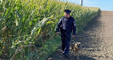 Policja patroluje... pole kukurydzy. Co tam się stało?-52564