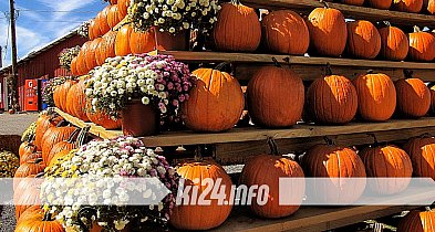 Gminny Festiwal Dyni w Gnojnie. Jesienne smaki i rodzinne atrakcje-53028
