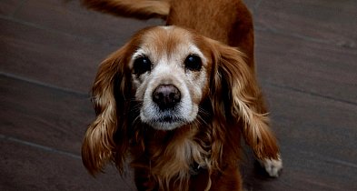 rolKI24.INFO | Wczoraj psiaki przejęły Galerię Solną! 🐾💙-53514