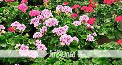 Pelargonie za darmo dla mieszkańców. Miasto ponownie organizuje akcję-53819