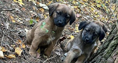 Okrutnie porzuciła sześć szczeniaków w lesie. 72-latka usłyszała zarzuty-53900