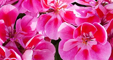 Akcja „Przygarnij miejską pelargonię” przedłużona-53897