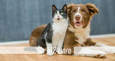 Ruszyła zbiórka „Wspomóż psiaka i kociaka”-54281