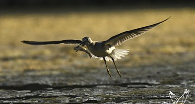 „Pospolite – niepospolite”. Pokaz fotografii przyrodniczej w mieście-54314