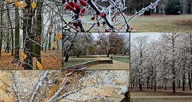 rolKI24.INFO | W Inowrocławiu solidnie przymroziło!-54510