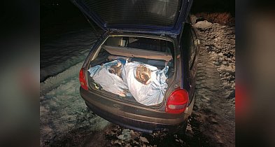 Nocny pościg za kłusownikami i 100 kg ryb z Gopła w bagażniku opla-54747