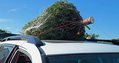 Darmowe choinki od leśników. We wtorek zbiórka na „Rodakom na Kresach”-55038
