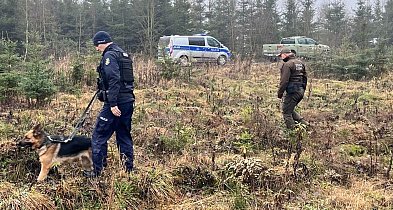 Kradną choinki? Służby ruszyły w teren z kontrolami w lasach-55266