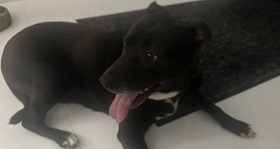 Czyj to pies? Zgubił się w sylwestrową noc-55546