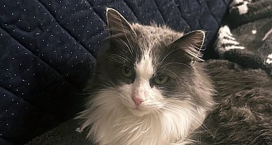 Gdzie jest Mieszko? Idą mrozy, a kot wymknął się z domu