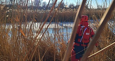 Dramat łąbędzi na zamarzniętym jeziorze. Interwencja WOPR w Szarleju