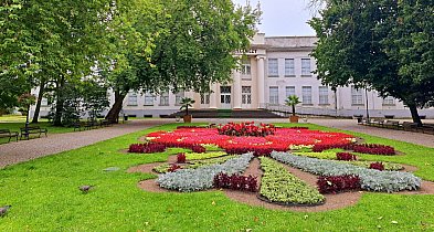 Wiosenne bratki znów ozdobią Inowrocław i Park Solankowy