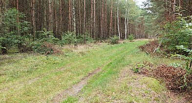 Posprzątają las - w biegu. Dołączysz do ploggingu?