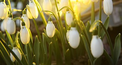 W piątek 20 marca przywitamy astronomiczną wiosnę