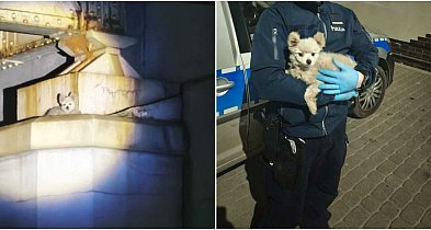 Pies na filarze wiaduktu. Szybka akcja służb