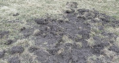 Dziki na terenie Aeroklubu Kujawskiego. Sprawa zgłoszona do odpowiednich służb