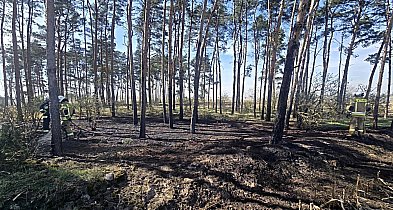 Pożar w lesie. Do akcji ruszyło kilka zastępów