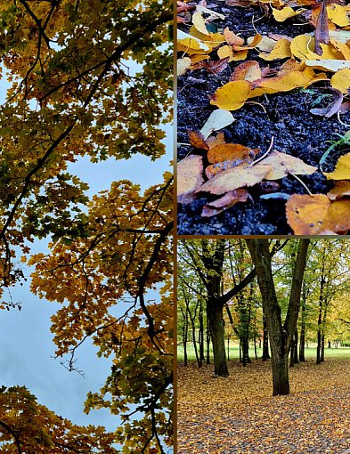 rolKI24.INFO | 🍂 W Solankach już prawdziwa jesień! 🍁-53250