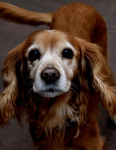 rolKI24.INFO | Wczoraj psiaki przejęły Galerię Solną! 🐾💙-53514