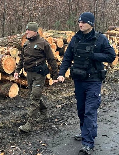 Kradną choinki? Służby ruszyły w teren z kontrolami w lasach-55266