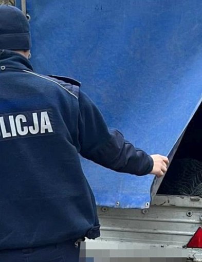 Patrolują lasy, zaglądają do bagażników i na przyczepy-55336